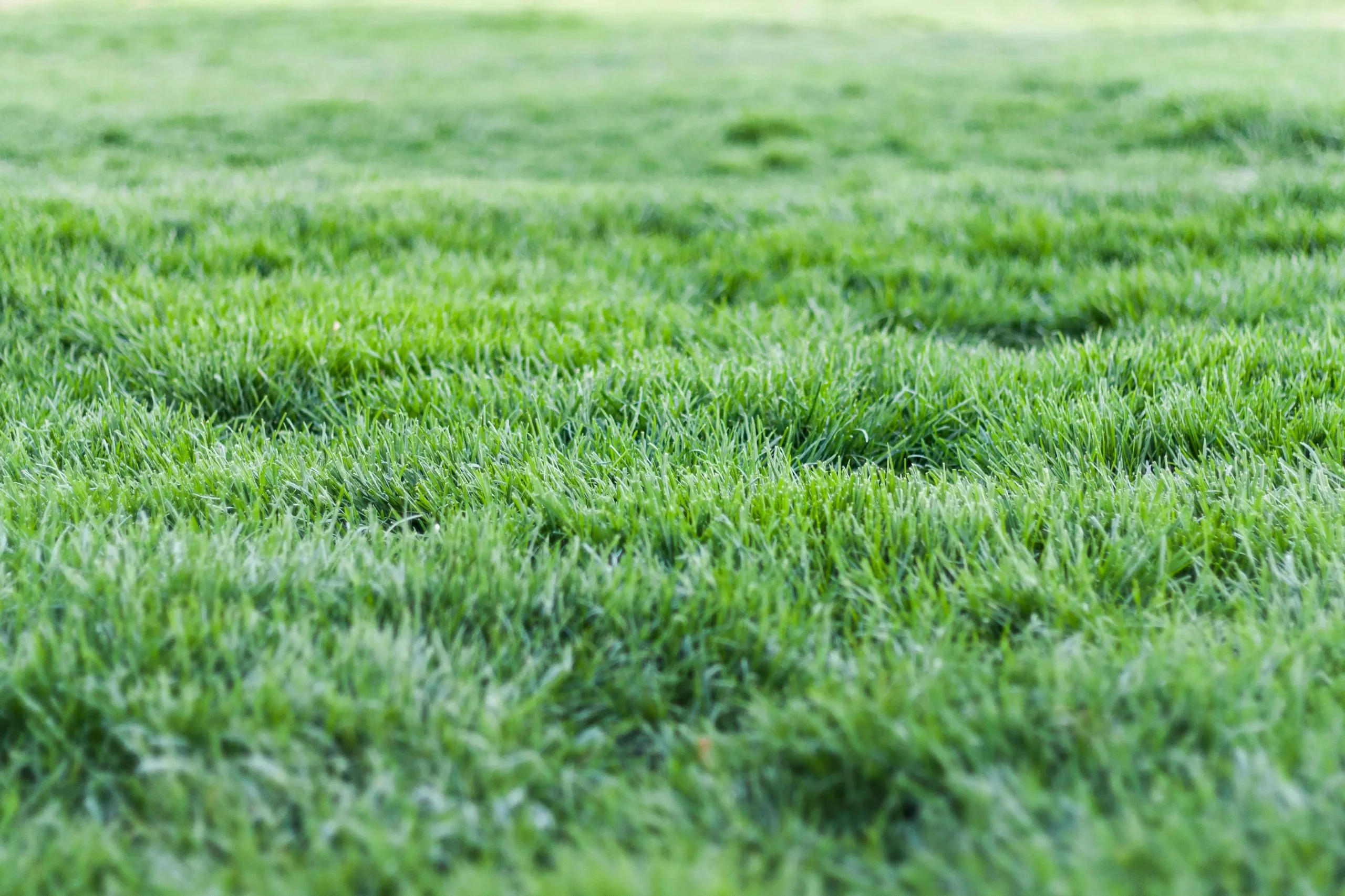 lawn-care-image-feature