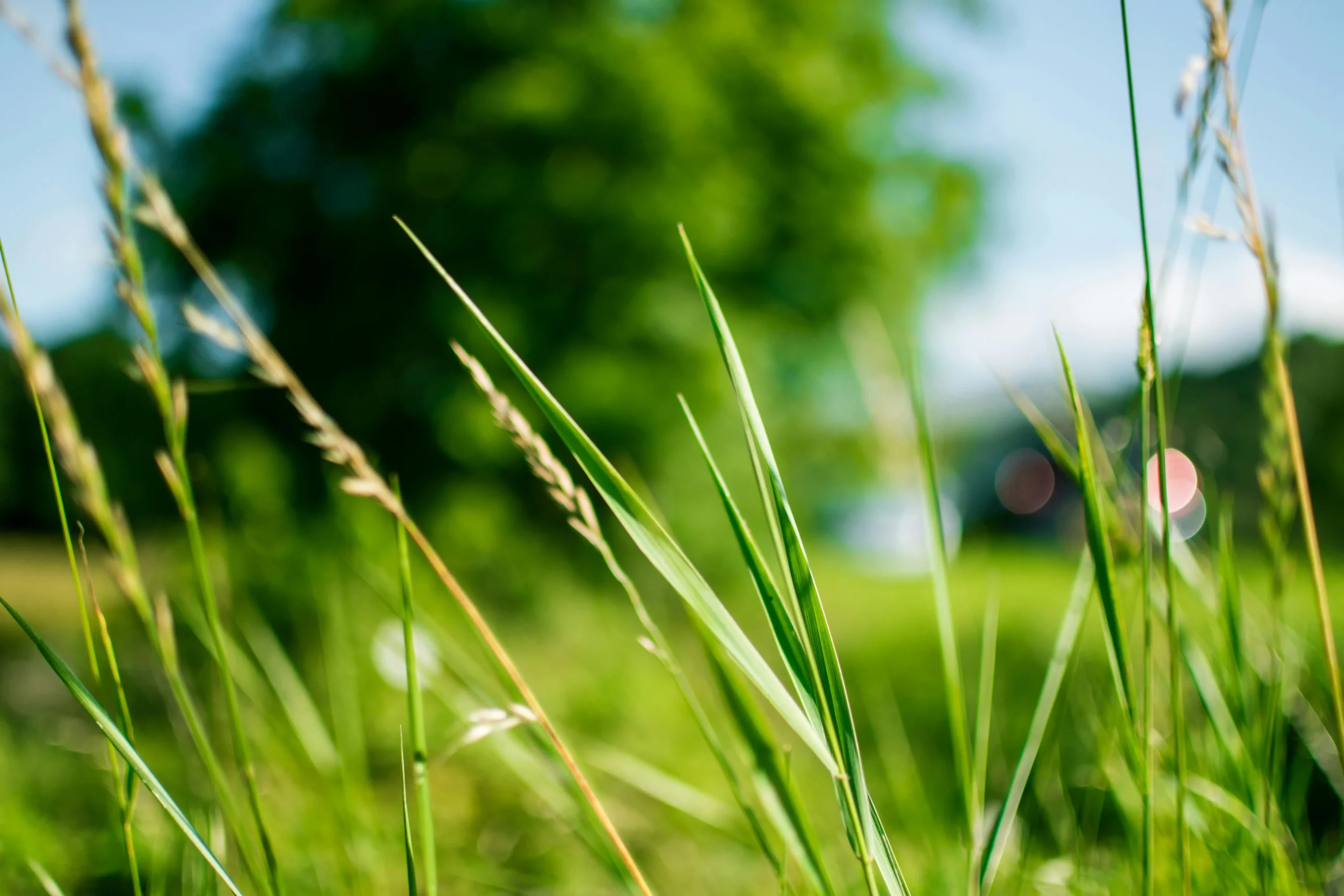 lawn-care-image-focus